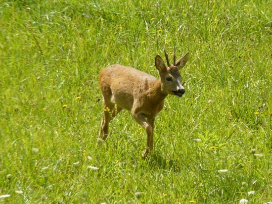 Plachý a nesmelý