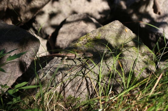 Jašterička na Morskom oku