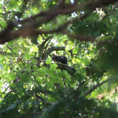 Veverička pri obede