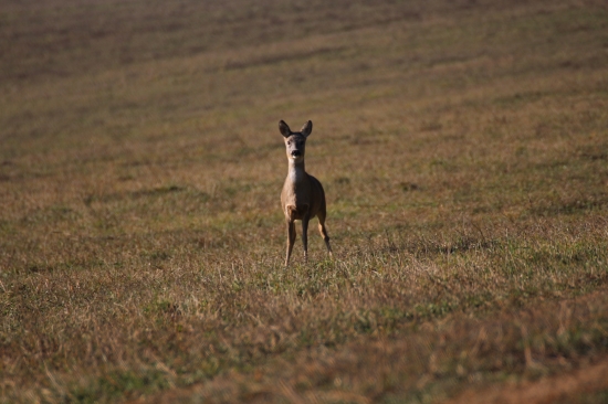 Nedeľná prechádzka