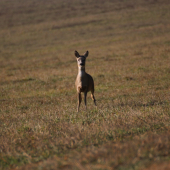 Nedeľná prechádzka