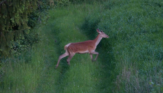 A ide sa na večernú pašu