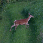 A ide sa na večernú pašu