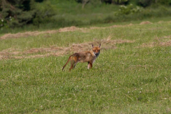 Hosteska z nej asi nebude