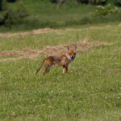 Hosteska z nej asi nebude