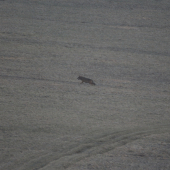 Vlk z dnešného rána