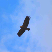 Žeby orol skalný??