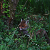Potulky okolo domčeka