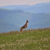 Pozeraj macko na zadných to viem aj ja