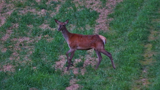 Jelenička
