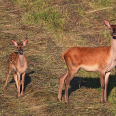 Ozdoba  letného rána
