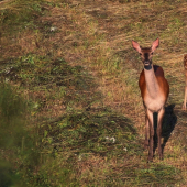 Radostné stretnutie