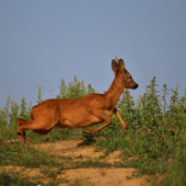 Maj sa, musím ísť