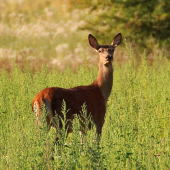 Už sa obzerám po fešakoch