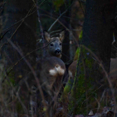 Mieril na mňa svojou guľovnicou