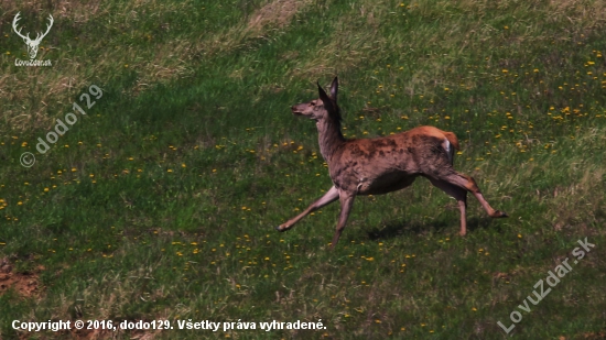 Fešanda v pokluse