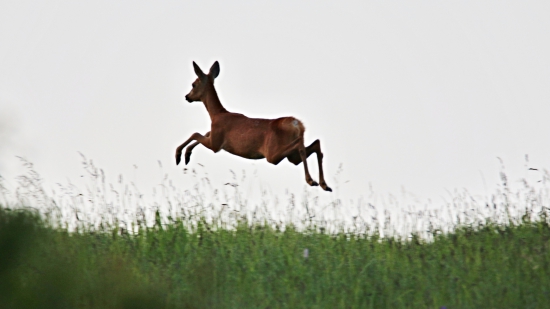 Hop