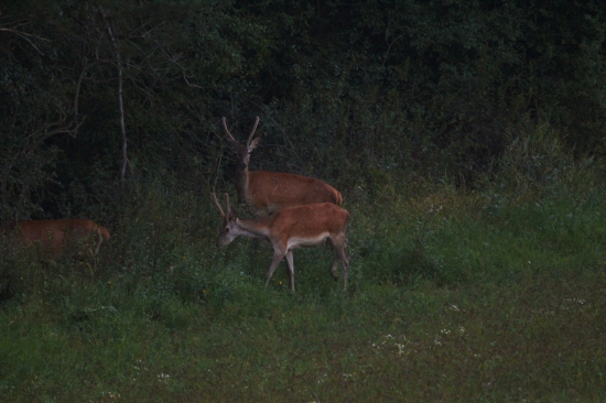 Mladenci