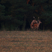 Akty veľmi nefotim, ale dnes som neodolal.