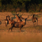 Už sme zase kamoši