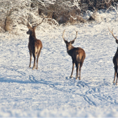 Páni na prechádzke