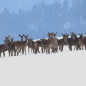 Všetky oči na mňa...