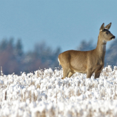 Vo vatičke za lesom