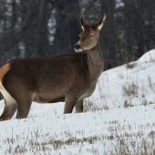 Nefoť s takým bleskom