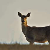 Ladné krivky modelky