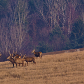 Na Spiši sa to ešte nosí