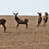 Už bez svojej pýchy