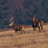 Ťahá má to do strany