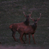 Nechcú sa jej vzdať