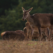 Slečinky na večernej paši