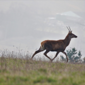 Útek pred babenkami