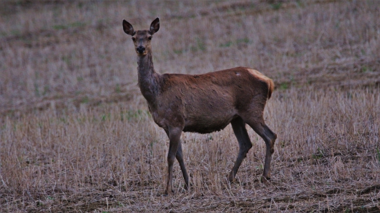 Budúca mamicka