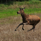 Krásavec pred cieľom