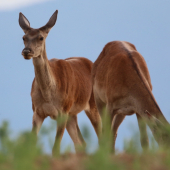 Krásky prichádzajú