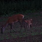 Každý zaháňa svoj hlad