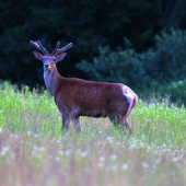 Prísny pohľad kráľa