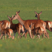 Ovocie minuloročnej ruje