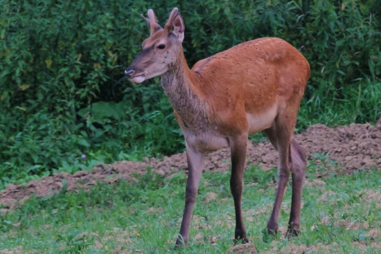 Mladučký