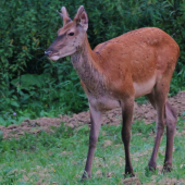 Mladučký