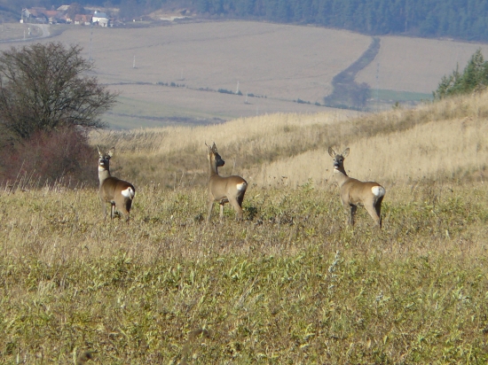 Kukuč