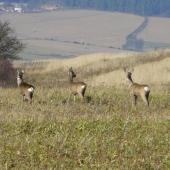 Kukuč