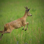 hop