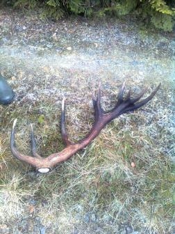 kamarat mi teraz poslal mms