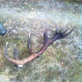 kamarat mi teraz poslal mms