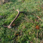 osmoracik dnes rano