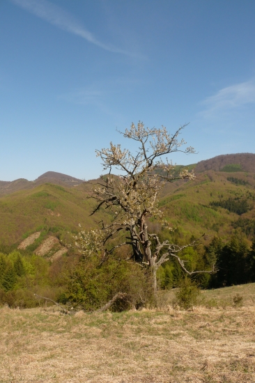 ceresna
